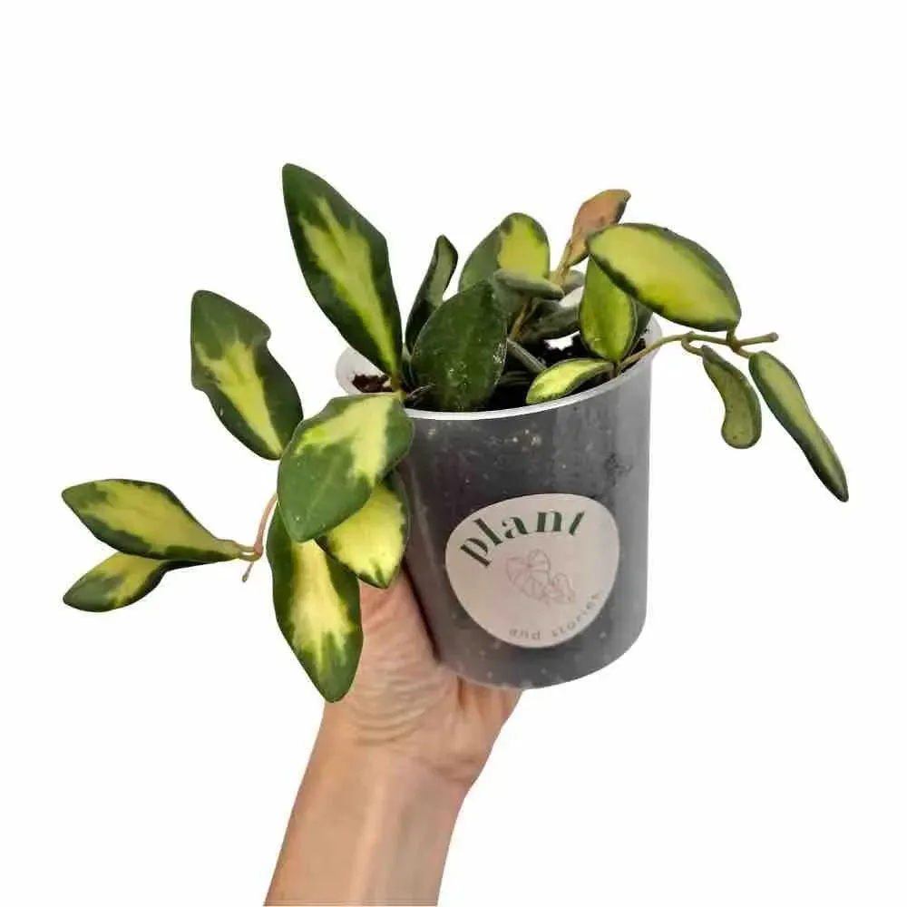 Hoya Burtoniae Variegata DS70 plante intérieur pot 6 cm panachée