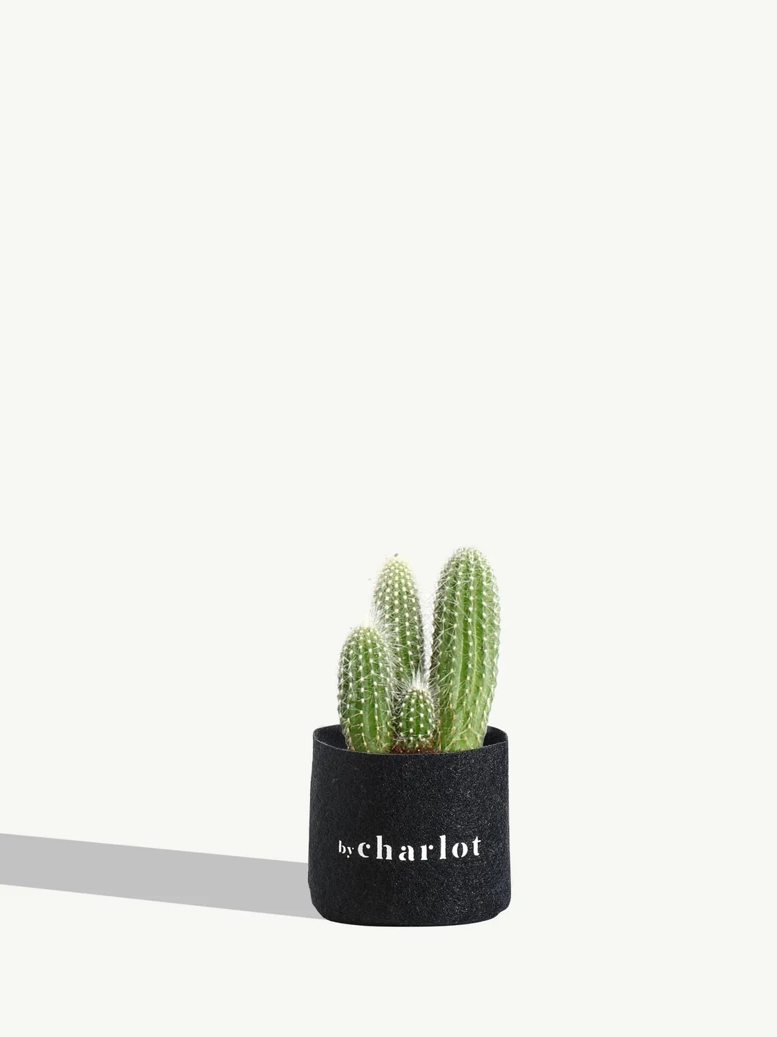 By Charlot Le Chaleureux cactus recharge plante XS