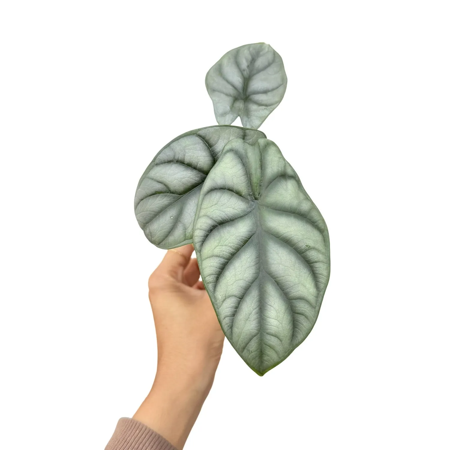 Plant and Stories Alocasia Silver Dragon plante pot 6cm argentée