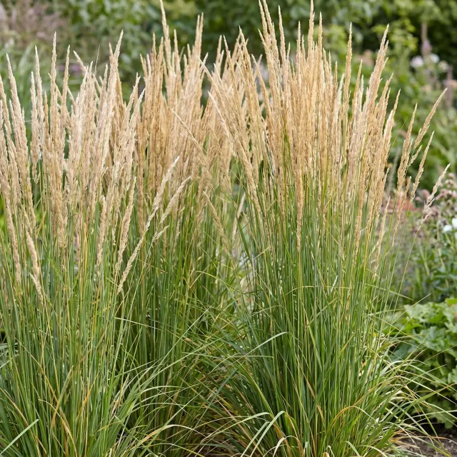 Plant and Stories Calamagrostis Karl Foerster graminée 1 plant dorée