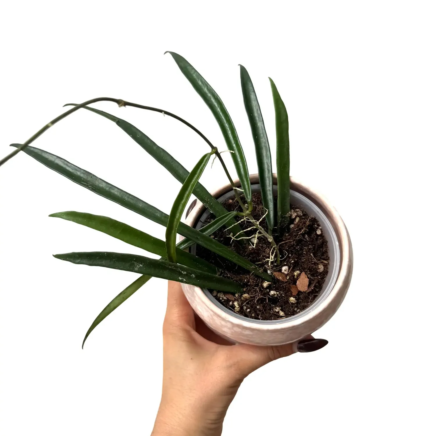 Plant and Stories Shepherdii hoya retombant 6 cm feuilles fines
