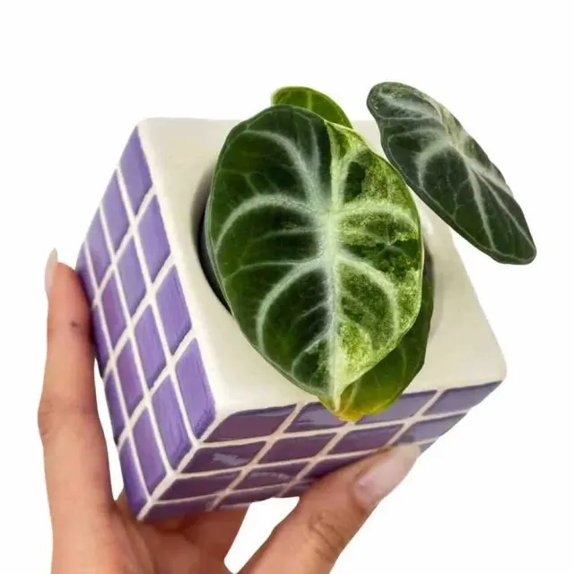 Plant and Stories Alocasia Ninja Variegata plante pot 6 cm