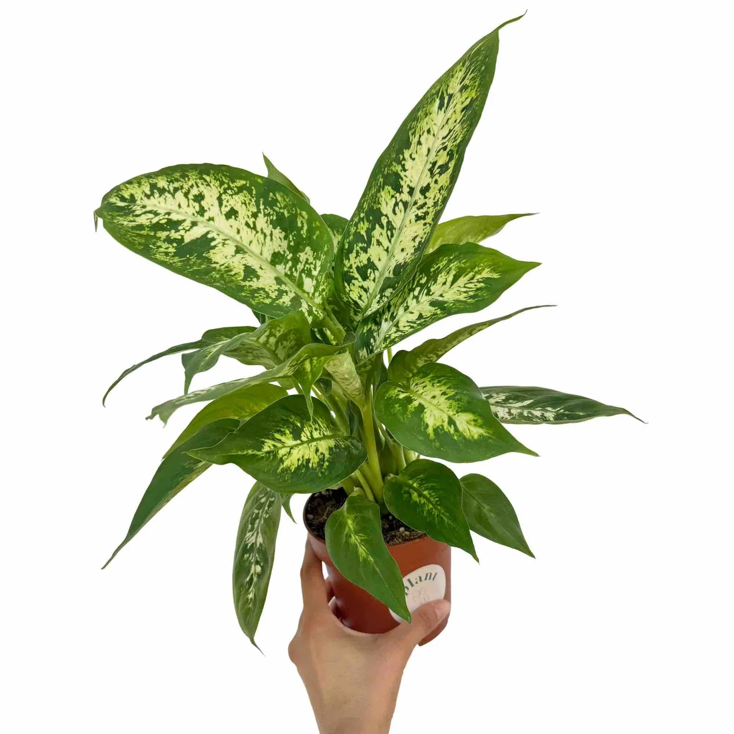 Plant and Stories Dieffenbachia Mars plante 12 cm