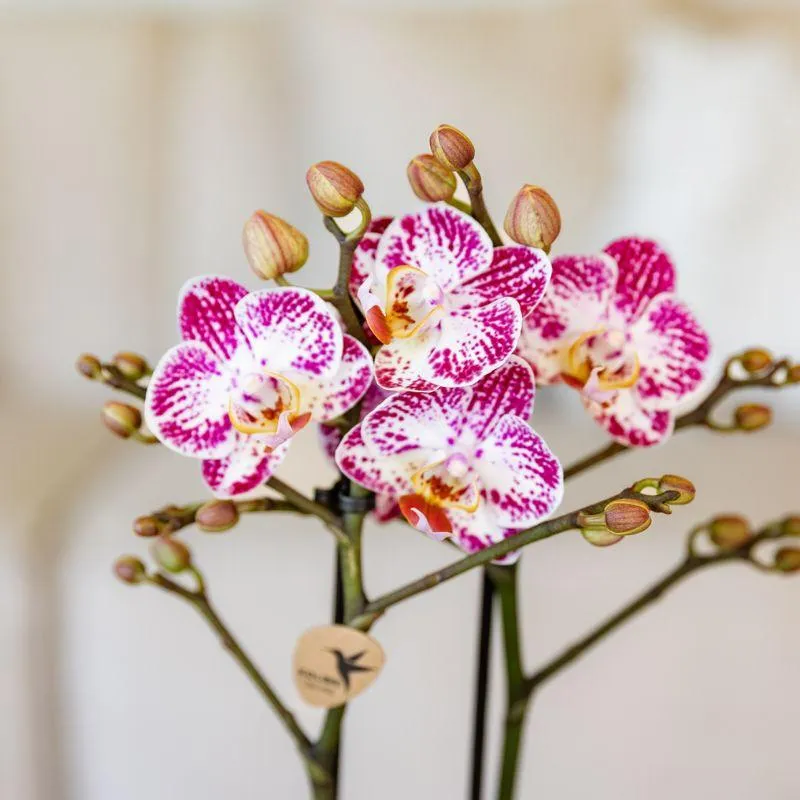 Plant and Stories Phalaenopsis Bora Bora orchidée pot 9 cm