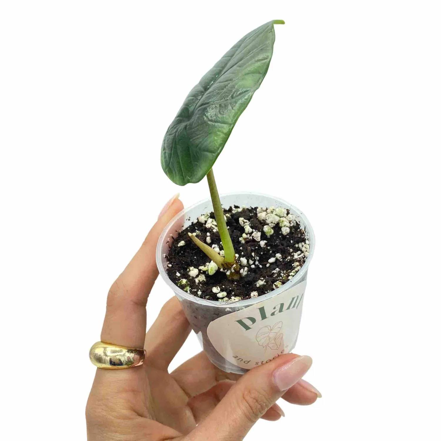 Plant and Stories Alocasia Platinum plante intérieur pot 6cm