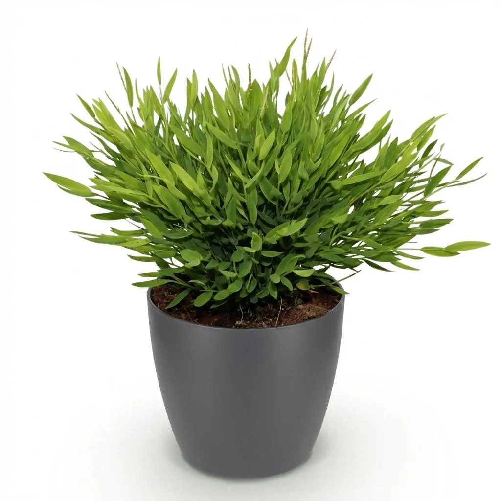 Plant and Stories Bamusa Monica bambou pot 12cm pet-friendly