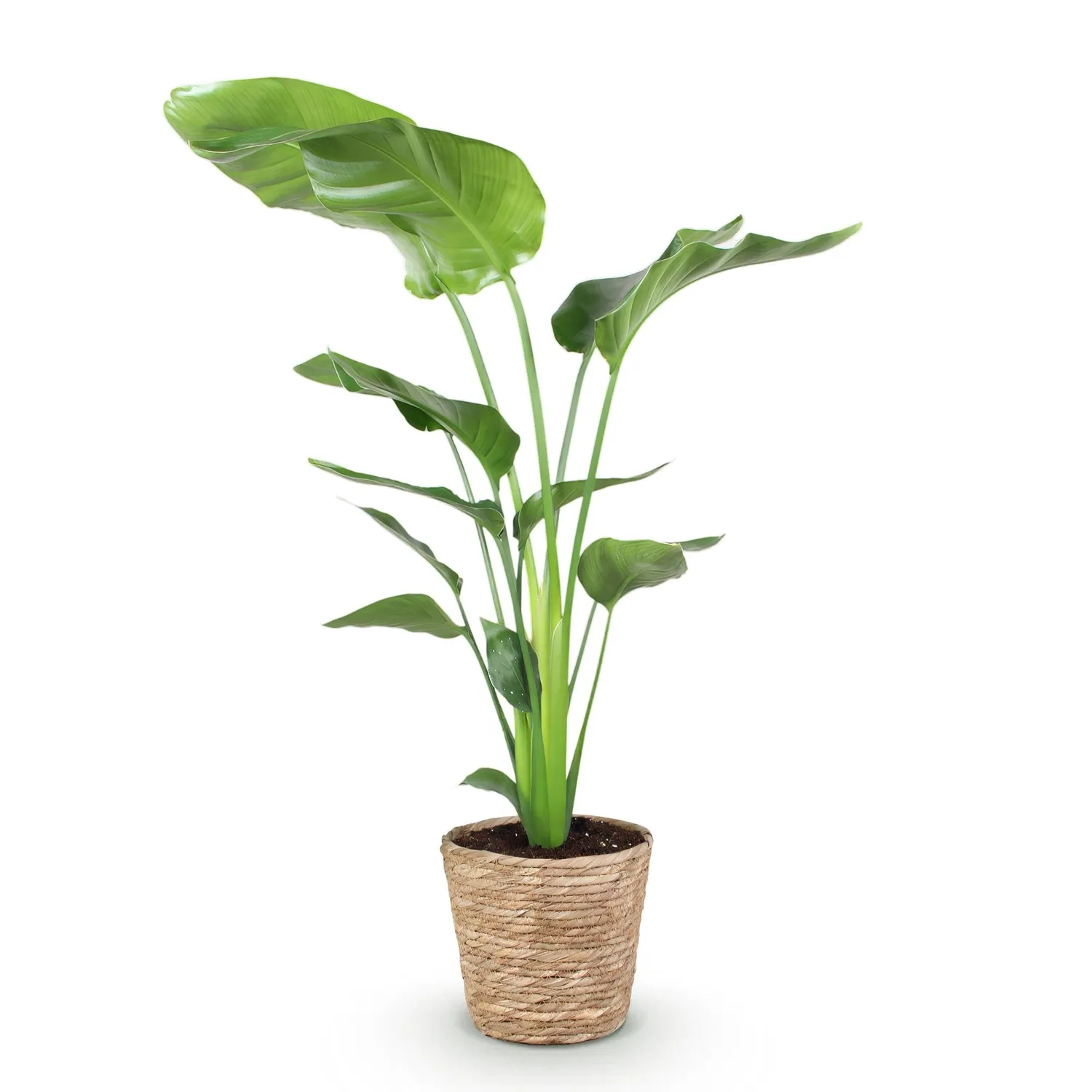 Plant and Stories Strelitzia Nicolai plante XXL pot 17cm verte