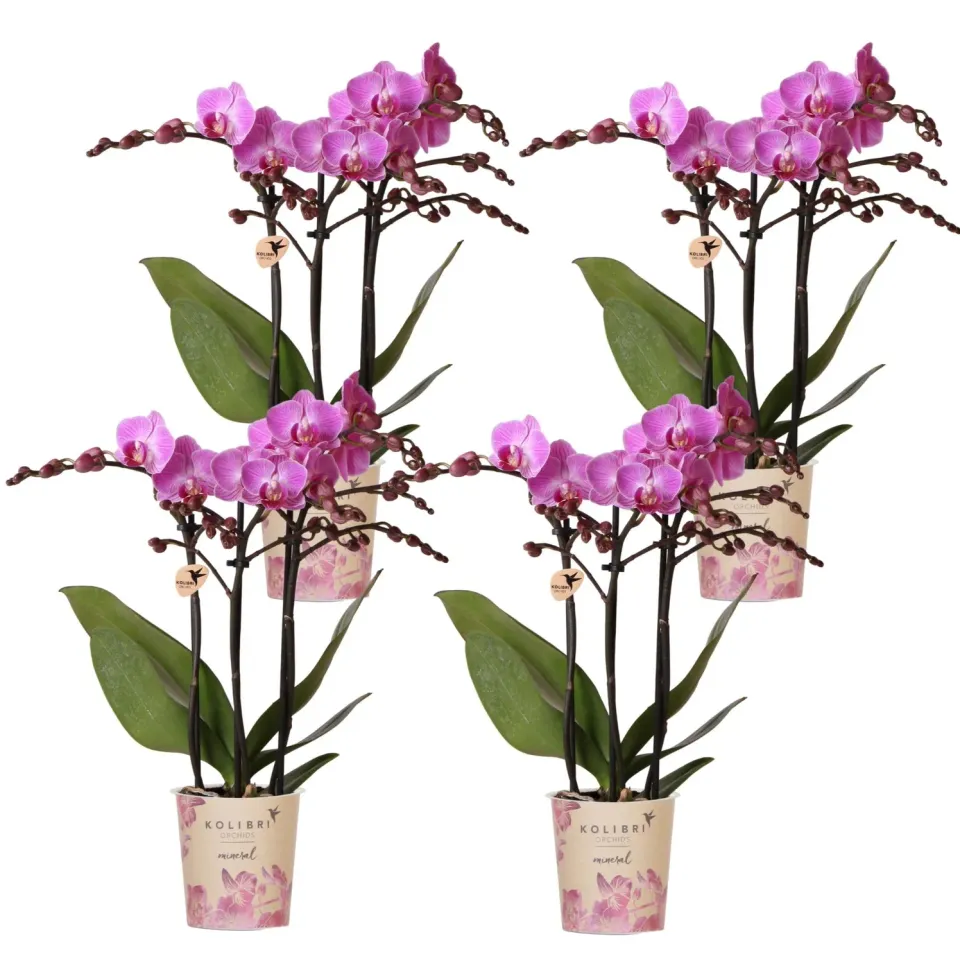 Plant and Stories Vienne orchidée lot 4 pots 9 cm violet