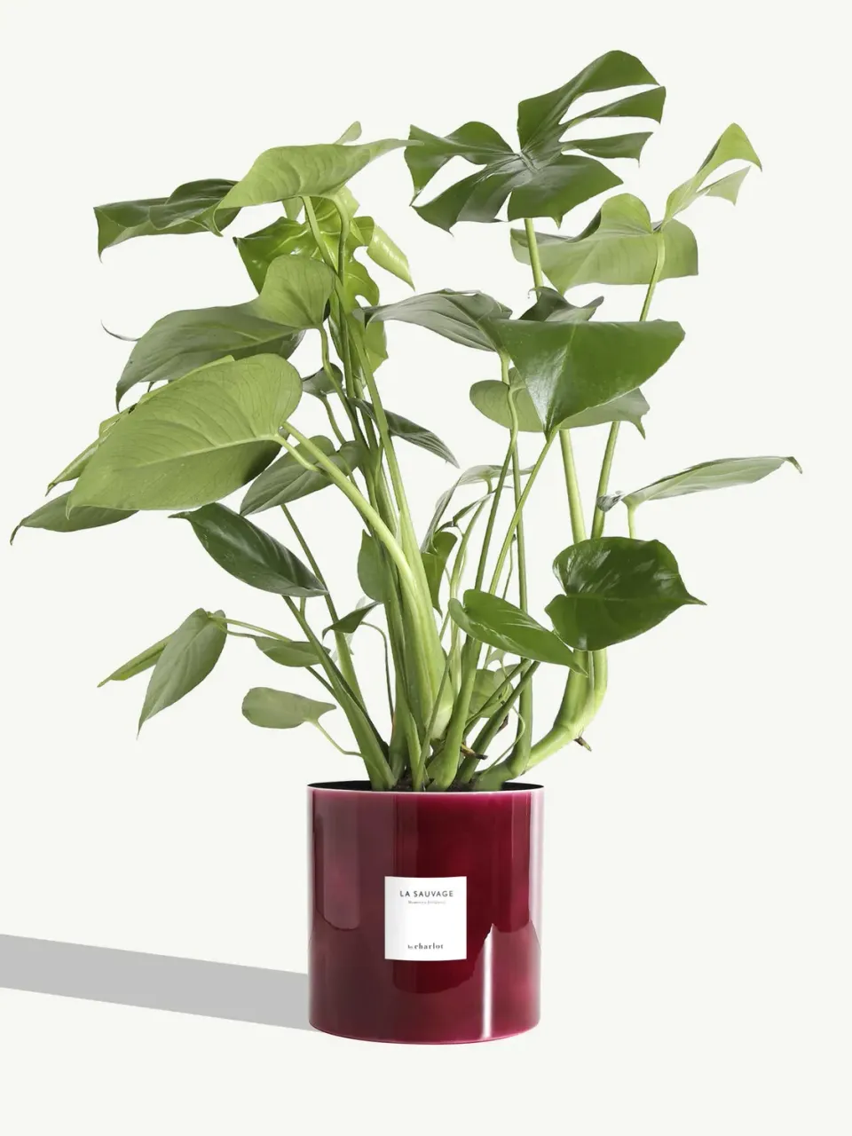By Charlot La Sauvage très grande plante métal pourpre