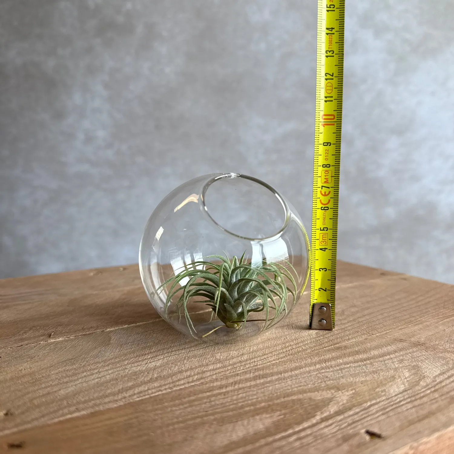Airplantshop boule verre 8 cm terrarium Tillandsia ionantha