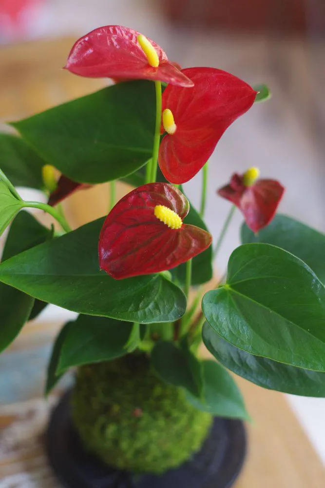 AQUAPHYTE Gatun Aka Ni kokedama anthurium rouge
