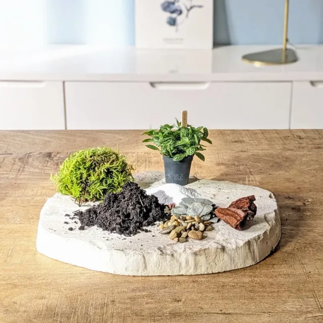 Réconciliation Végétale recharge terrarium petit modèle 1 plante