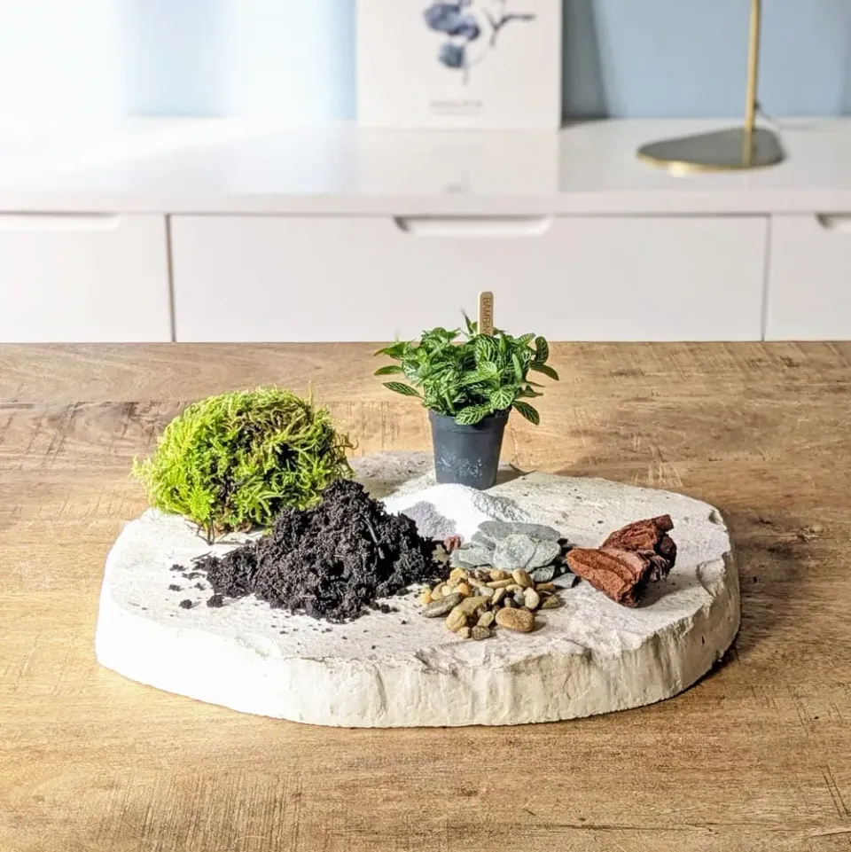 Réconciliation Végétale recharge terrarium petit modèle 1 plante