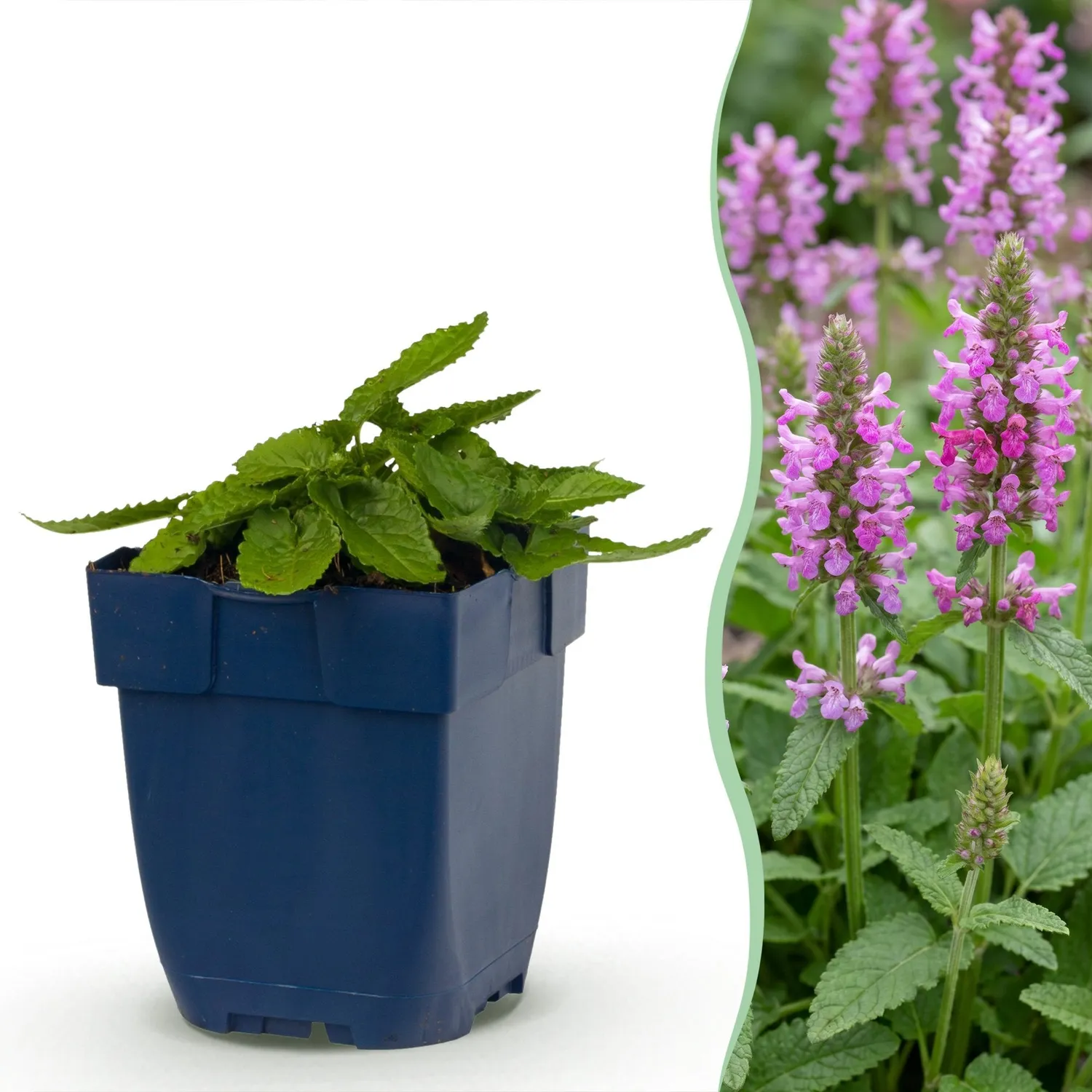 Plant and Stories Stachys Ukkie couvre-sol argenté 25 cm