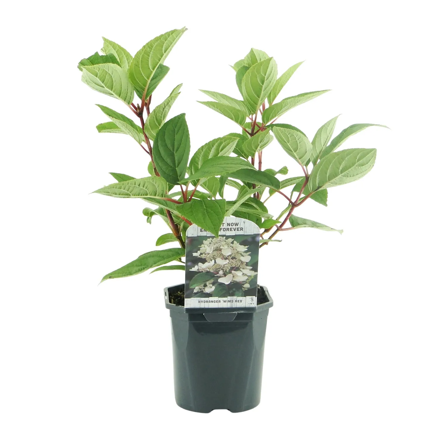 Plant and Stories Hortensia Wim's Red arbuste pot 17cm 1 plant