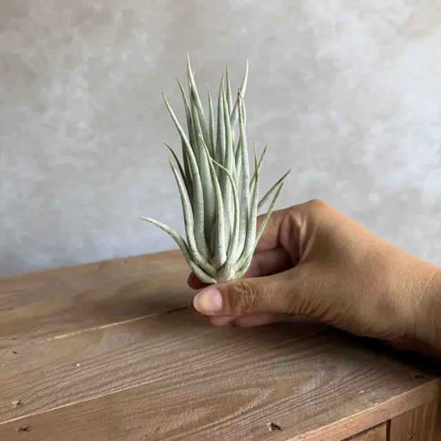 Airplantshop Mitlaensis plante aérienne grise 12 cm
