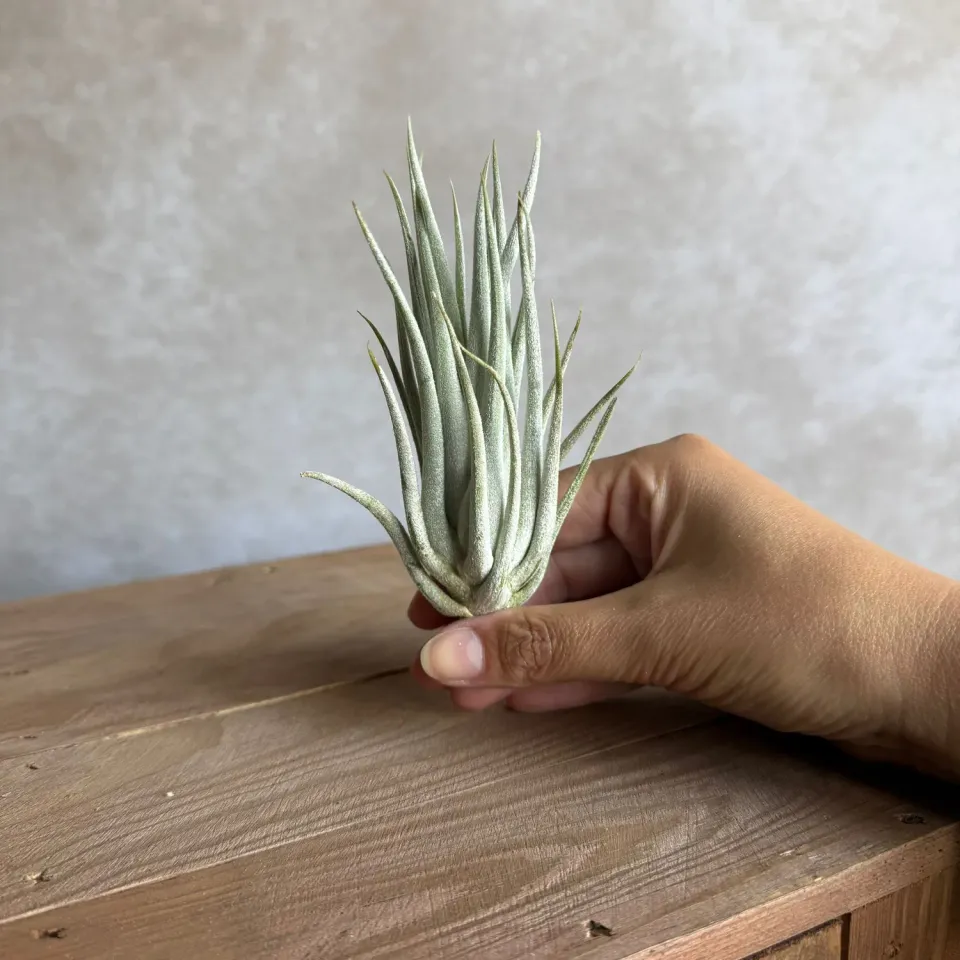 Airplantshop Mitlaensis plante aérienne grise 12 cm