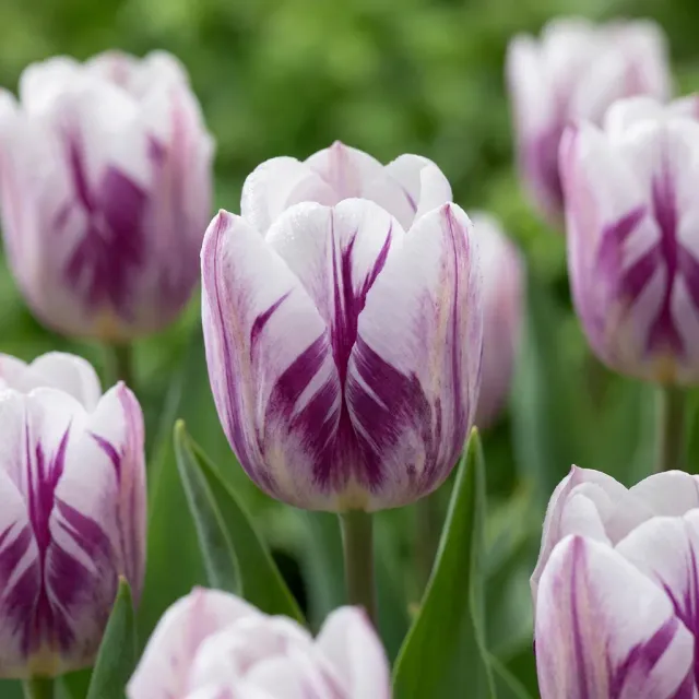 Tulipe Flaming Flag 15 bulbes calibre 11/12 bicolore