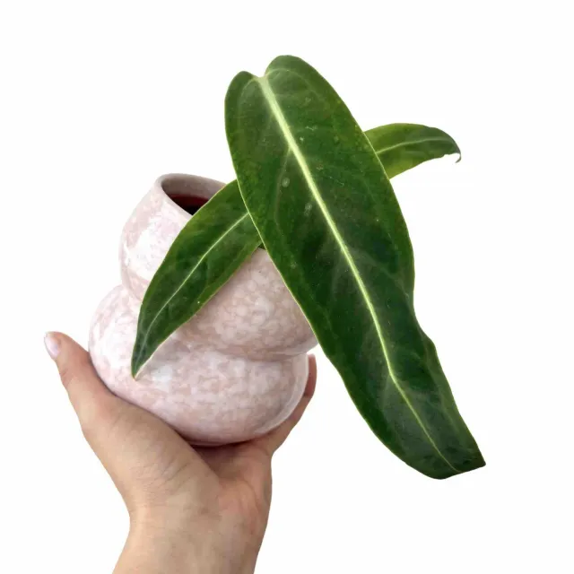 Plant and Stories Warocqueanum anthurium velours pot 6 cm