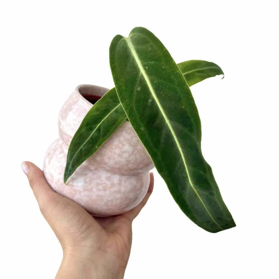 Plant and Stories Warocqueanum anthurium velours pot 6 cm