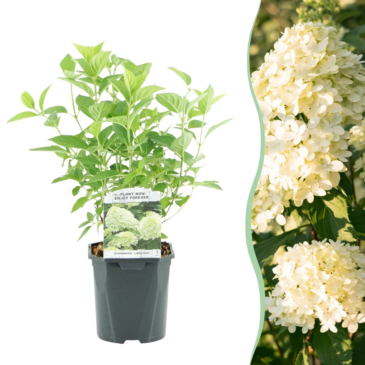 Plant and Stories Limelight hortensia 1 plant pot 17 cm rustique