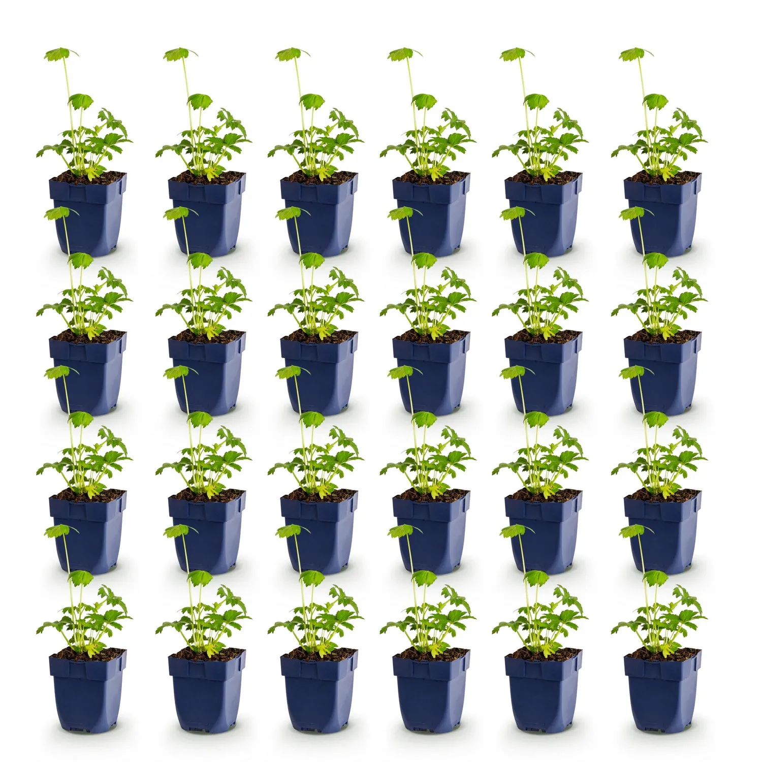Plant and Stories Major astrance vivace pot 11 cm 1 plant