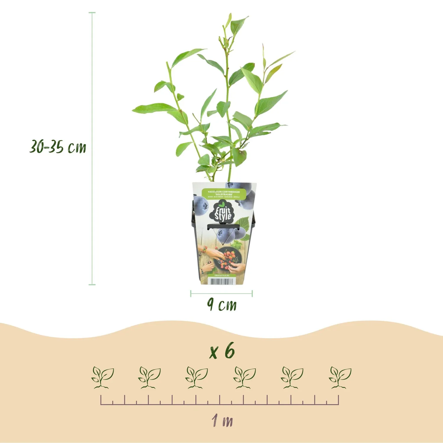 Plant and Stories Goldtraube myrtillier 3 plants pot 9 cm rustique