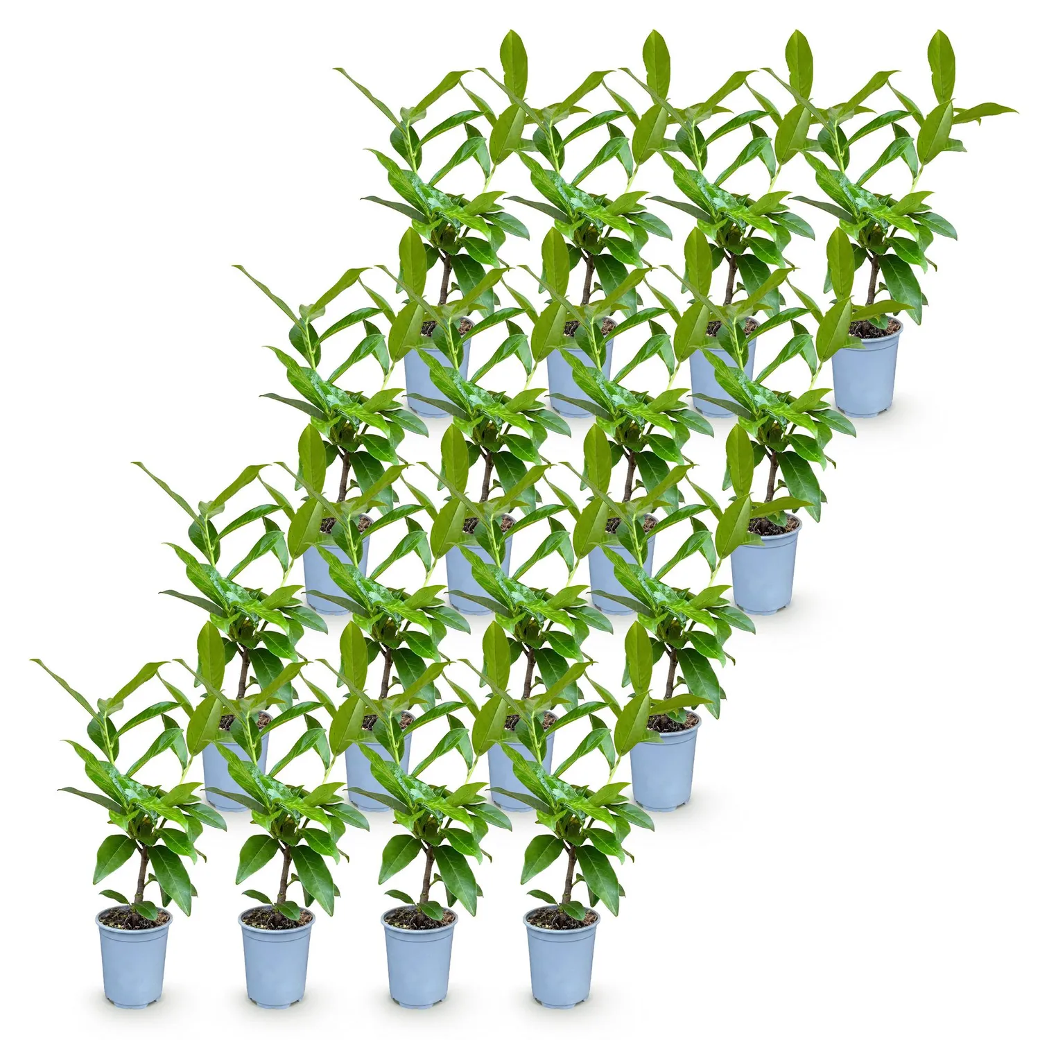 Plant and Stories Laurier Novita haie persistante 8 plants 9cm