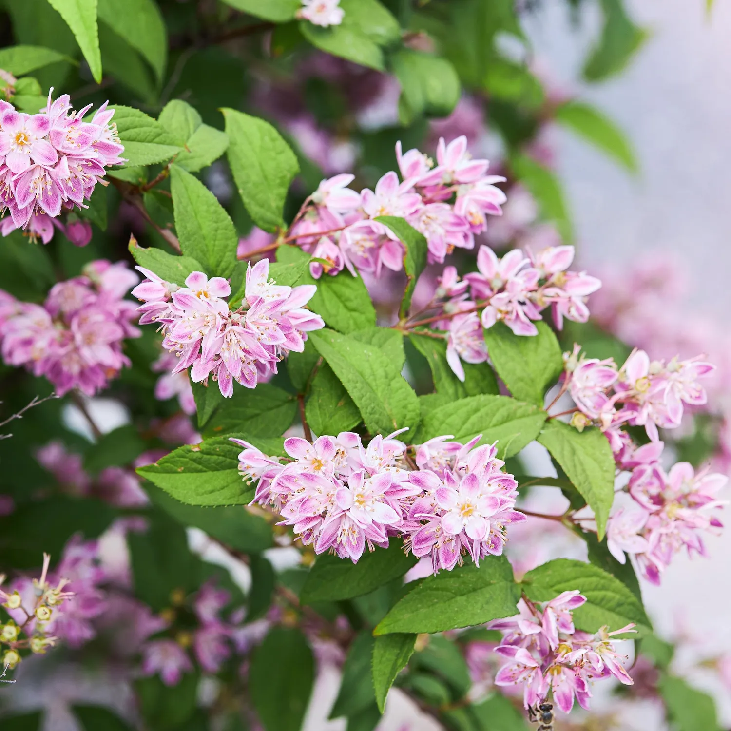 Plant and Stories Deutzia Strawberry Fields arbuste fleuri pot 17 cm