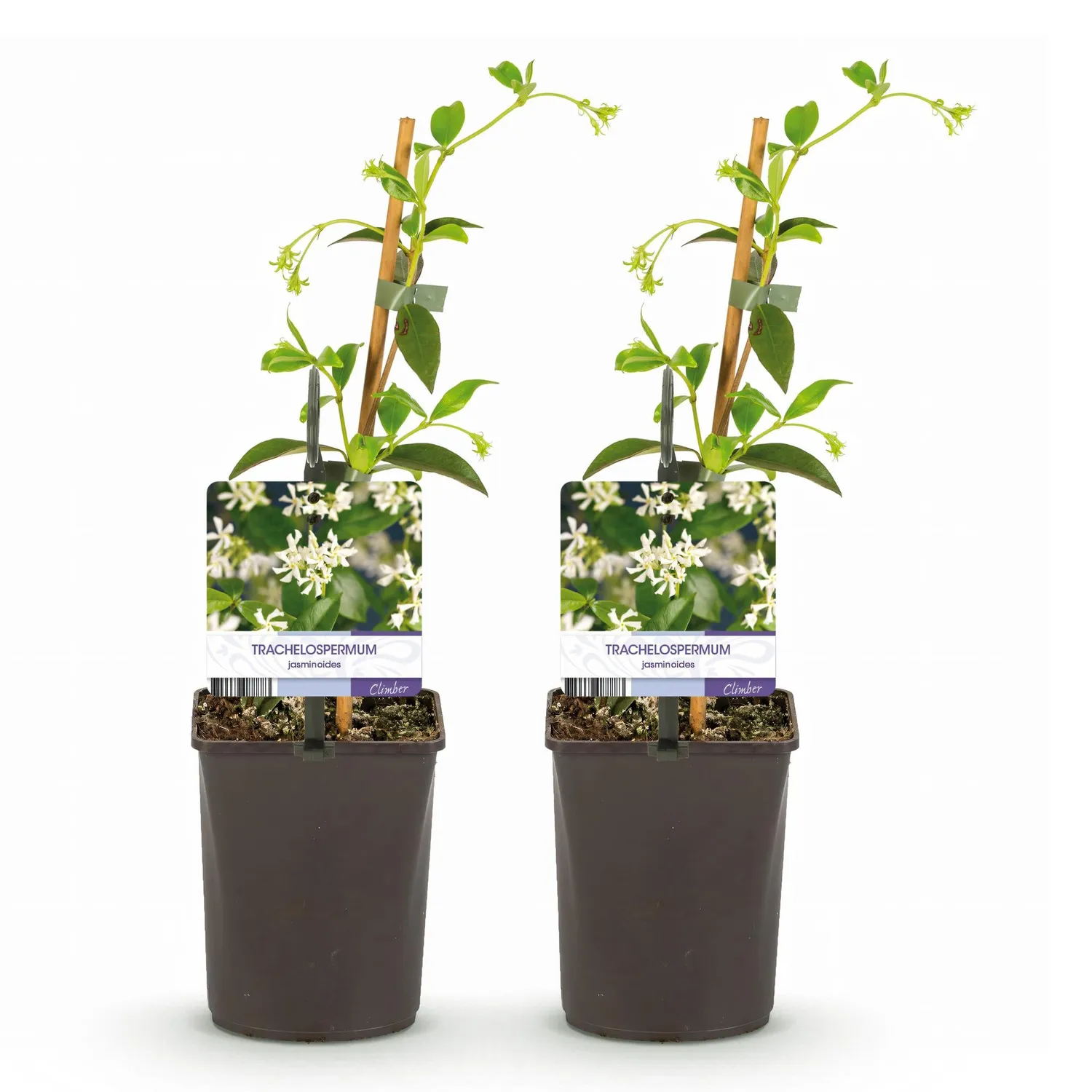 Plant and Stories Jasmin étoilé grimpante lot de 2 parfumée