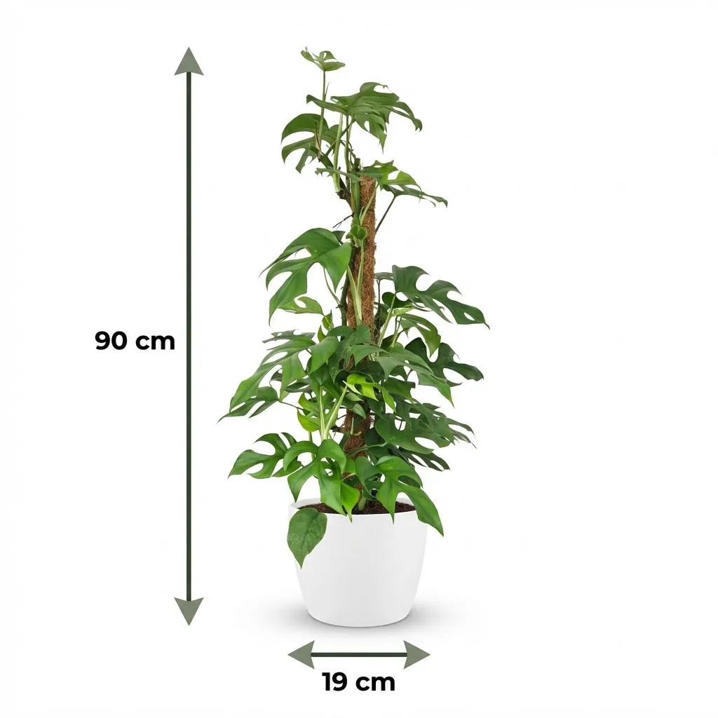 Plant and Stories Monstera Minima plante 90cm sans cache-pot