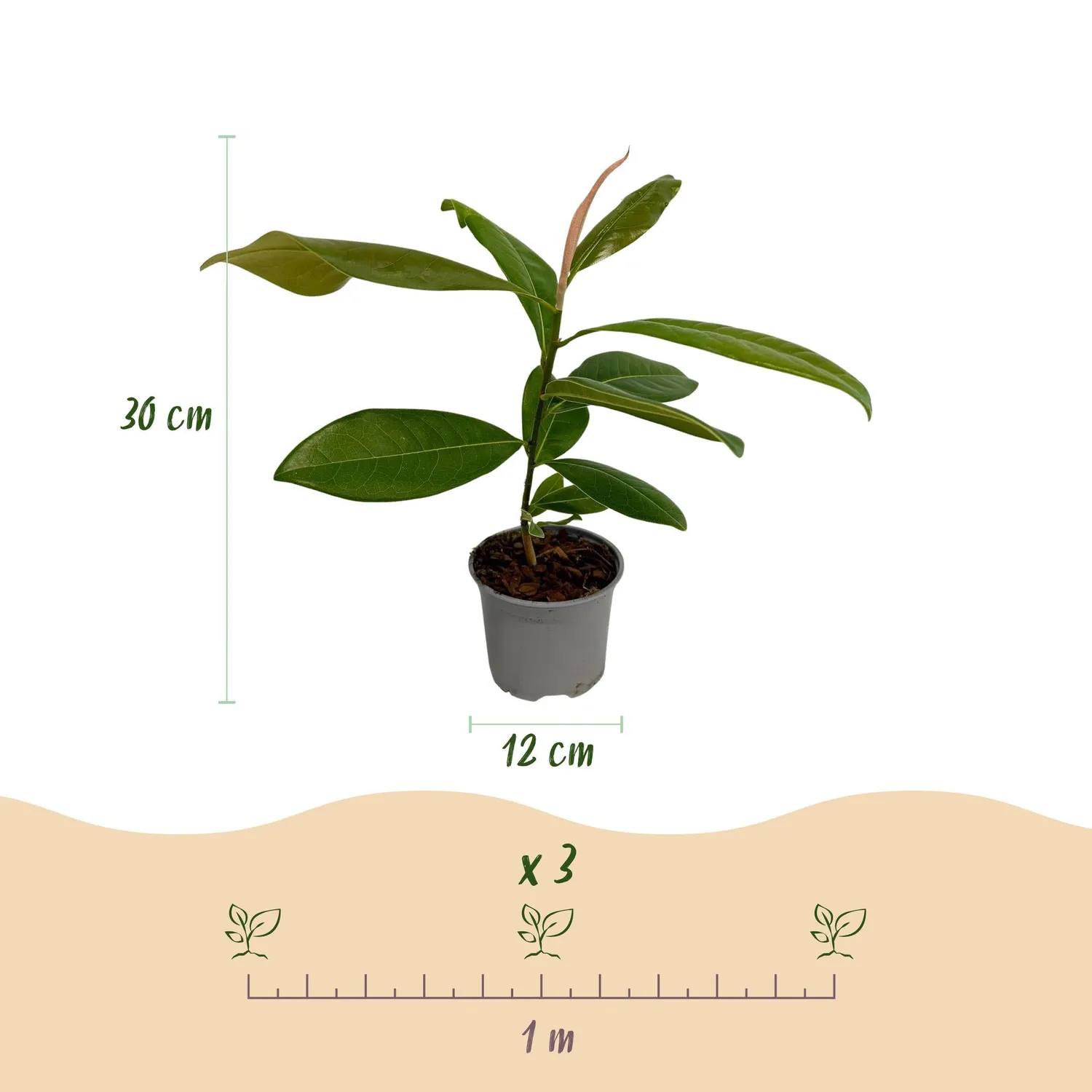 Plant and Stories Magnolia Grandiflora arbuste pot 12cm blanc