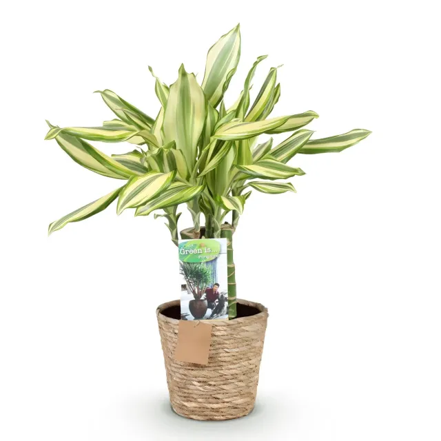 Plant and Stories Dracaena fragrans Diamond Dream pot 17cm 50-55cm