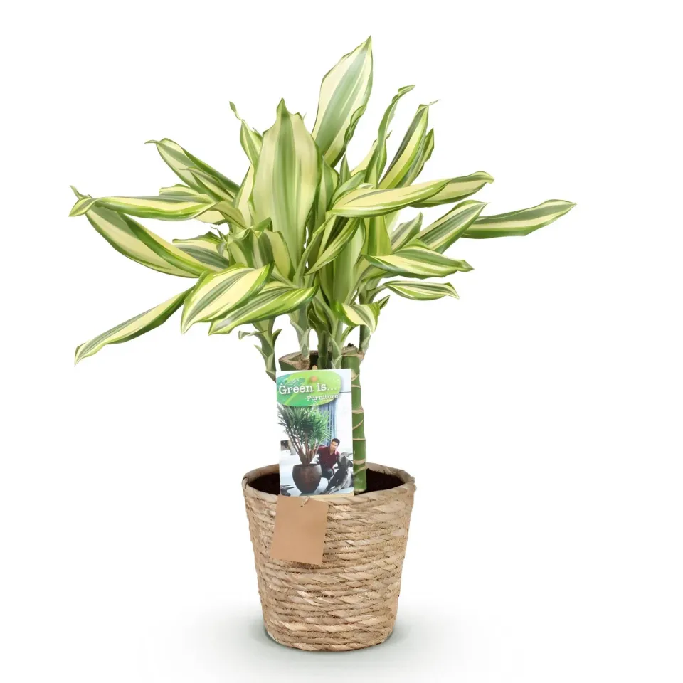 Plant and Stories Dracaena fragrans Diamond Dream pot 17cm 50-55cm