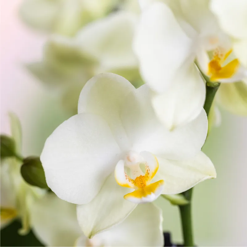 Plant and Stories Orchidée Lausanne coffret blanche 9cm