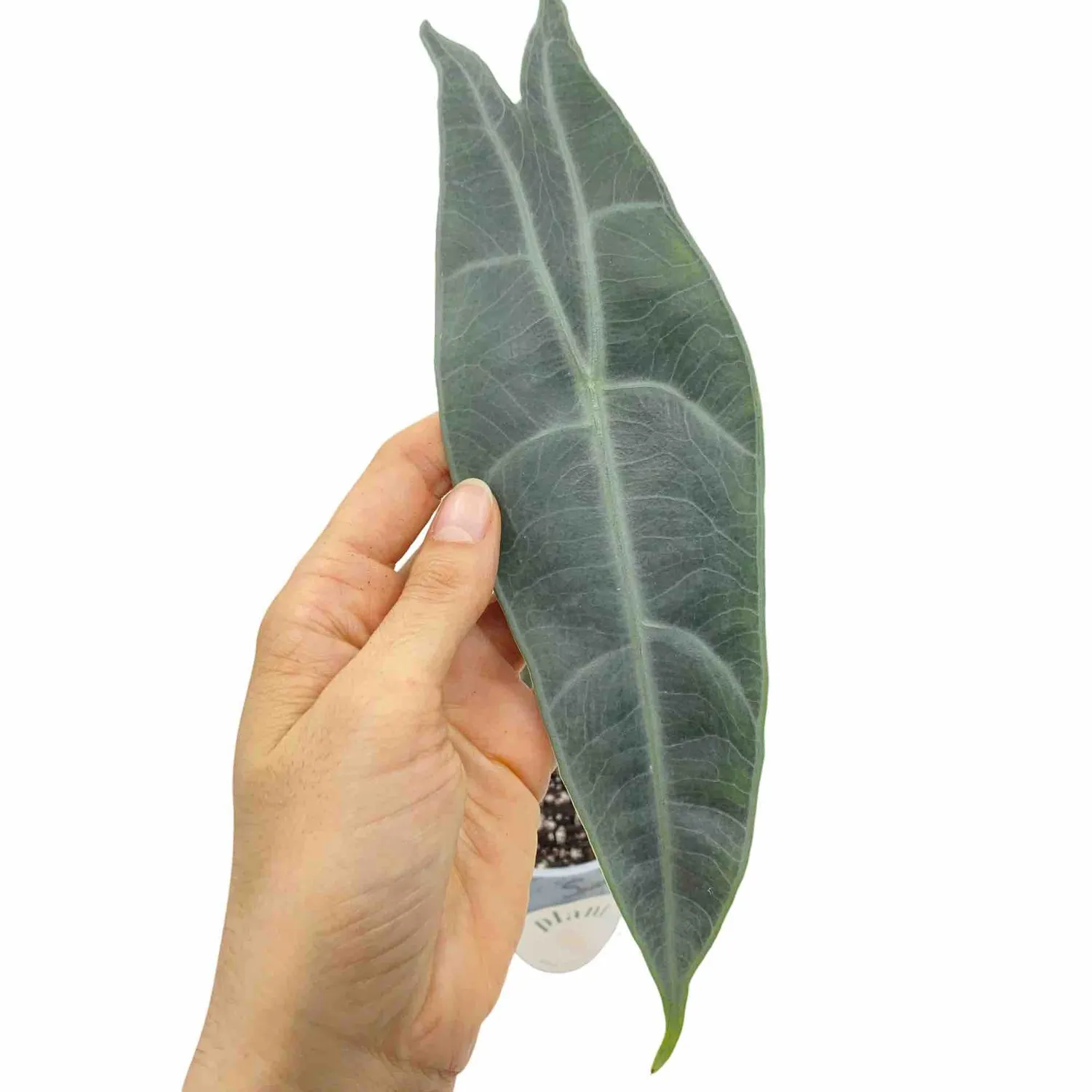 Plant and Stories Alocasia Longiloba Silver plante pot 8cm