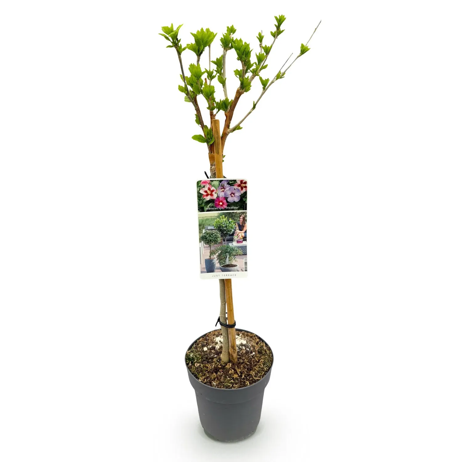 Plant and Stories Hibiscus syriacus Tricolour arbuste pot 19 cm rustique