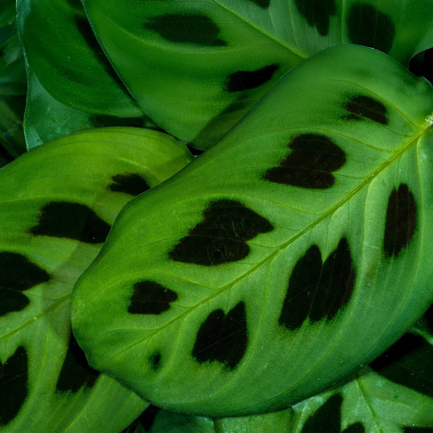 Plant and Stories Maranta Fascinator Kerchoveana pot 12 cm