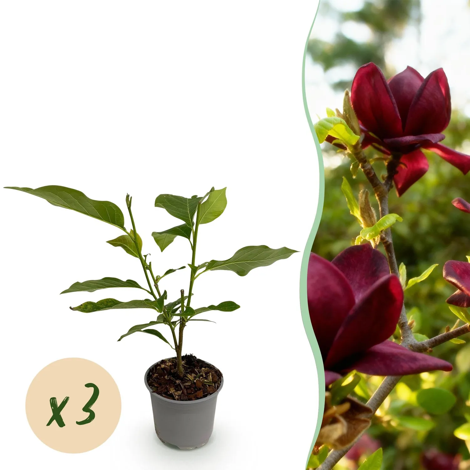 Plant and Stories Magnolia Genie arbuste pot 12cm pourpre