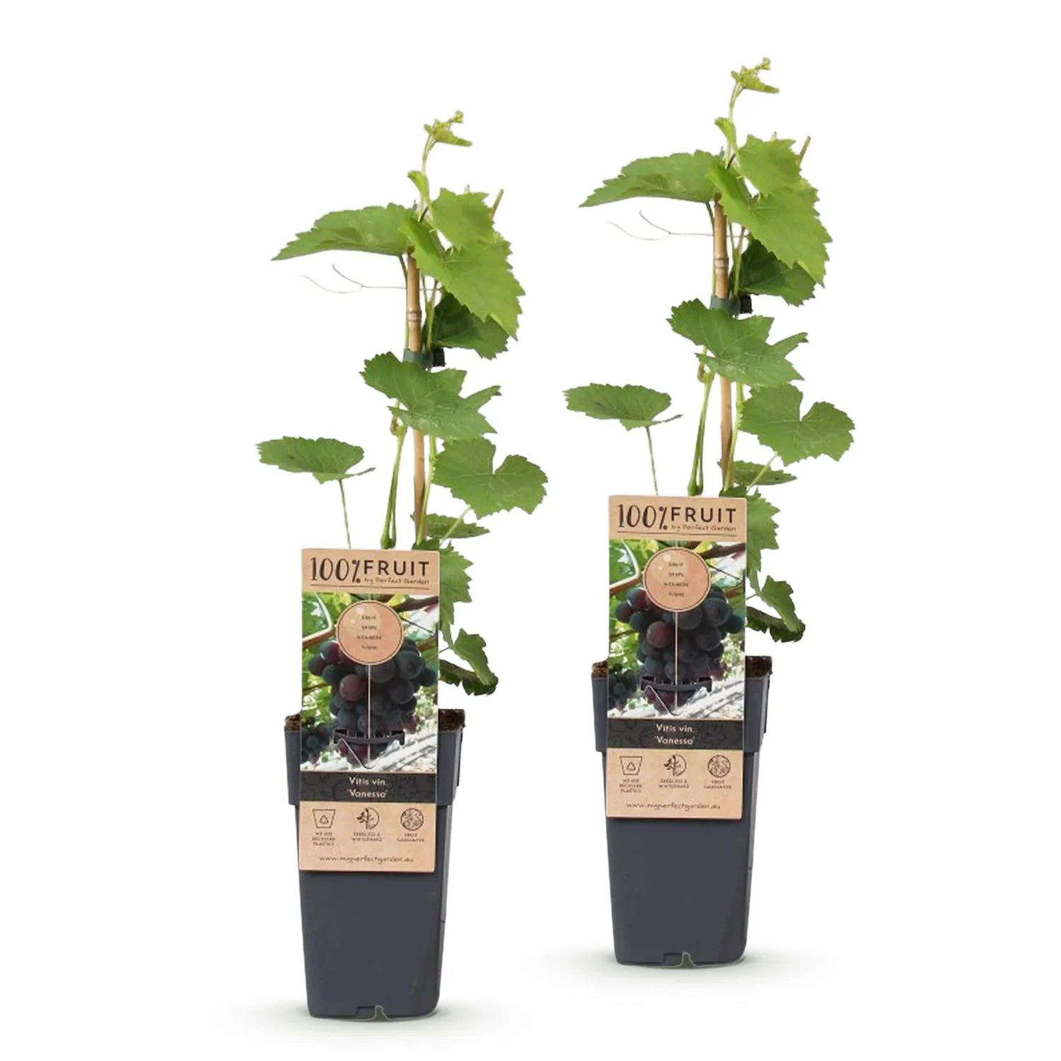 Plant and Stories Vigne Vanessa raisin fruitier lot 2 plants bleus