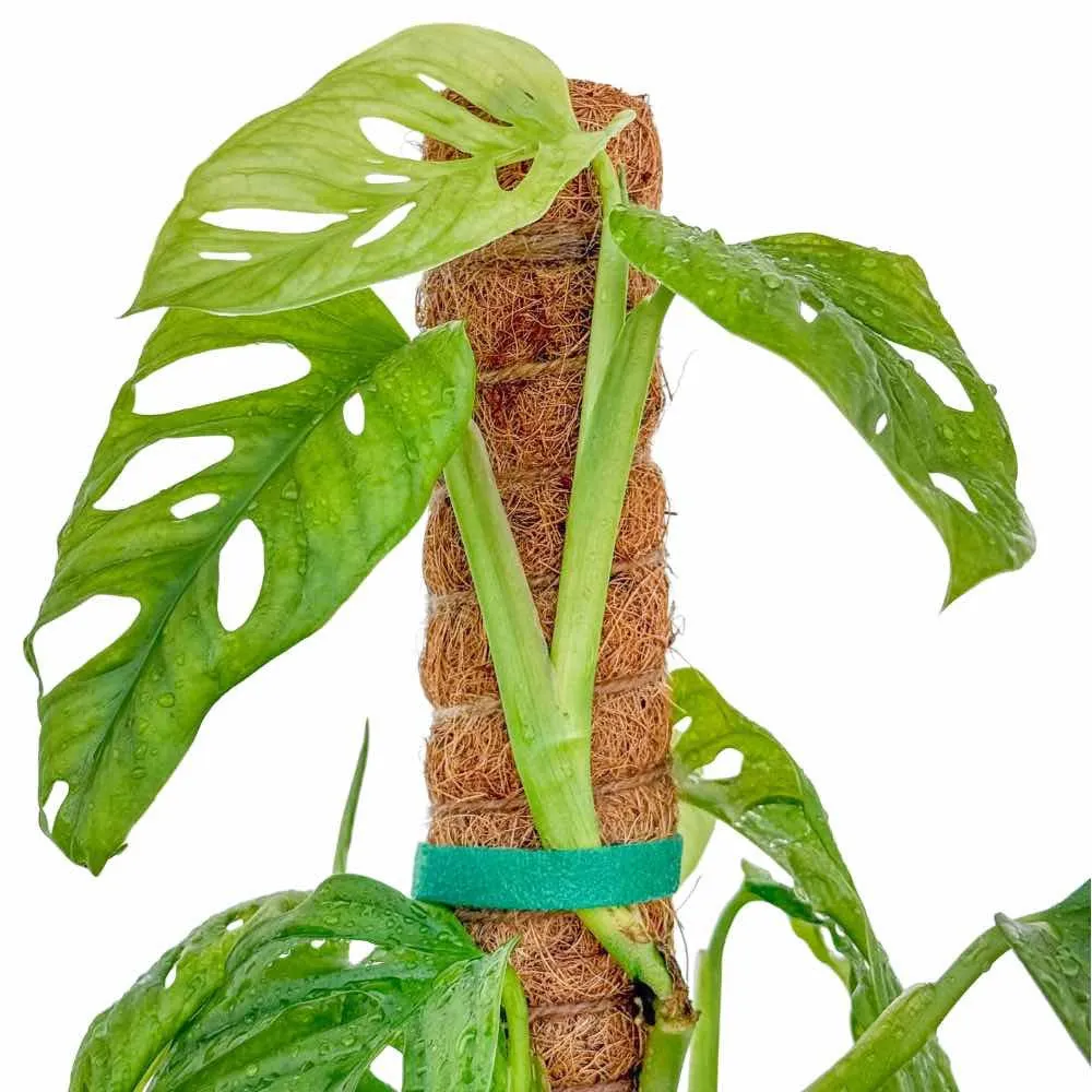 Plant and Stories ruban velcro fixation plante souple 1 unité