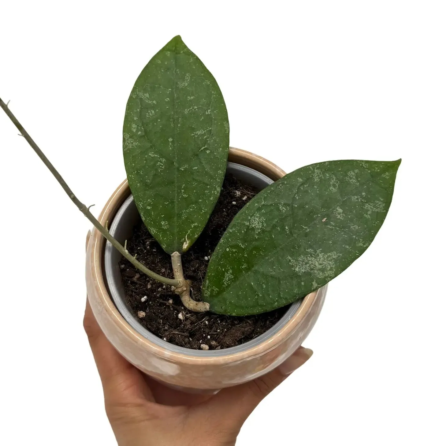 Plant and Stories Hoya aff. Vitellina plante 9 cm