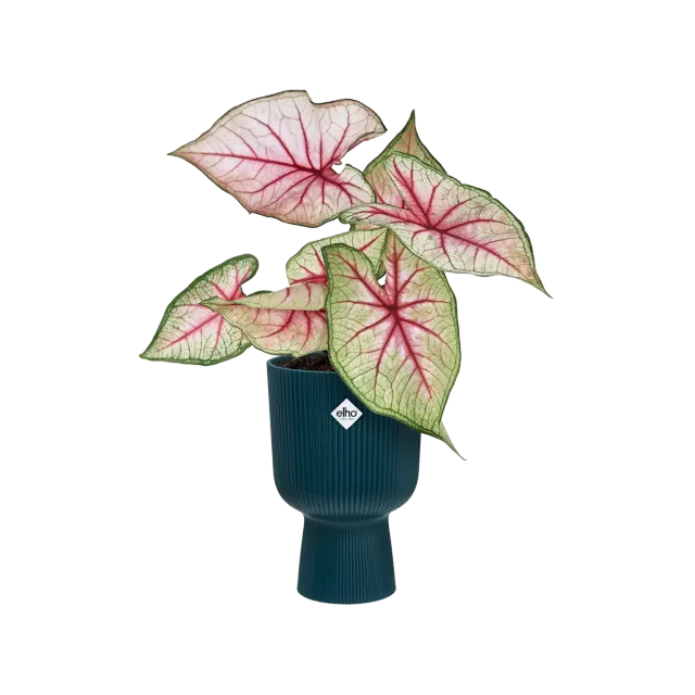Elho Vibes Fold Coupe cache-pot rose poudré