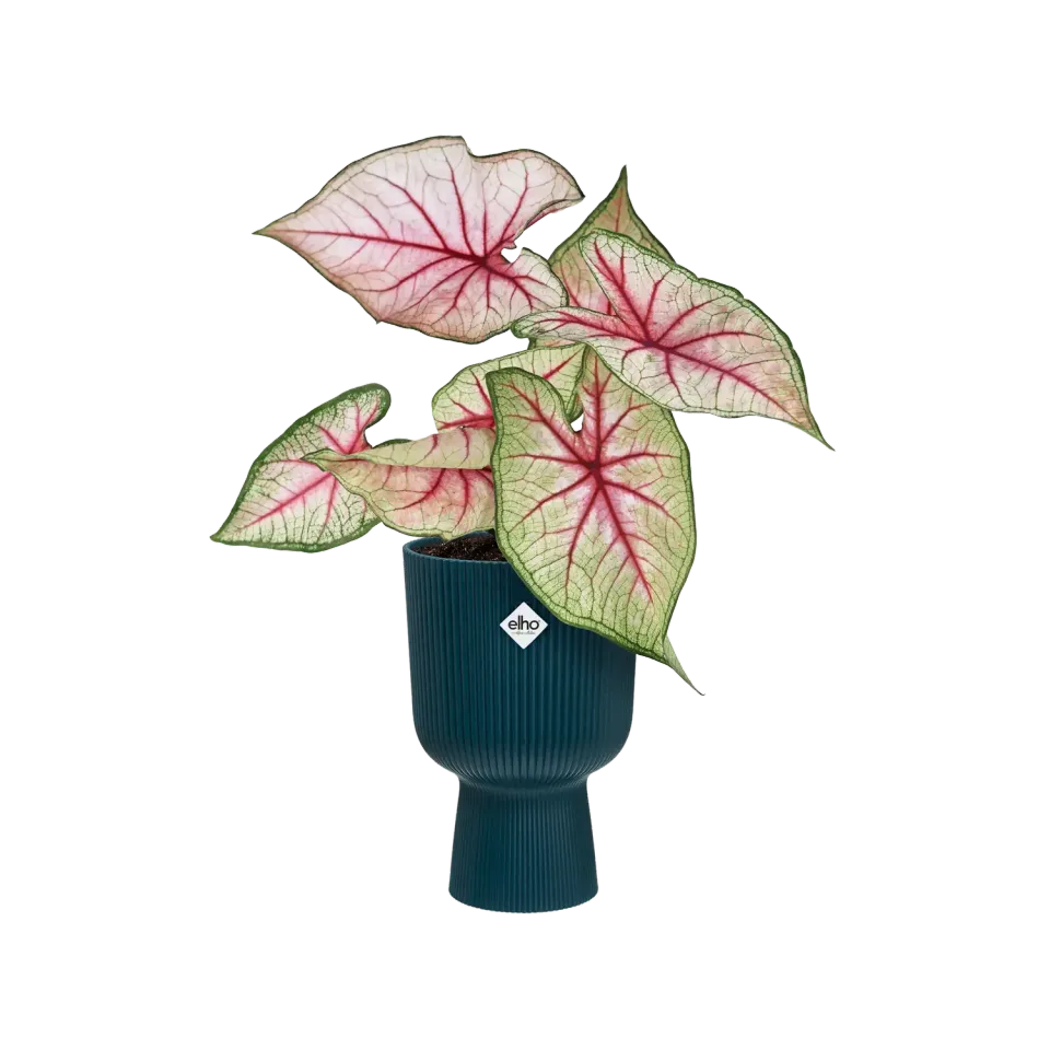 Elho Vibes Fold Coupe cache-pot rose poudré