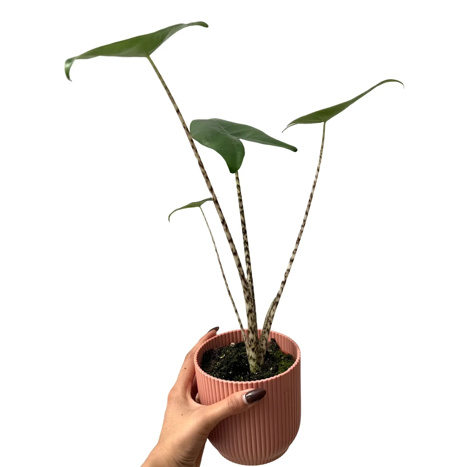 Plant and Stories Zebrina Alocasia plante pot 7 cm tiges zébrées