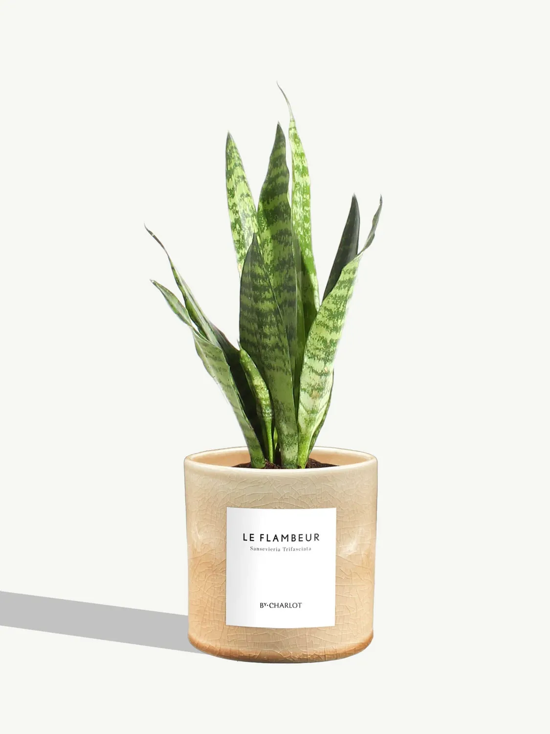 By Charlot Le Flambeur plante verte sansevieria S