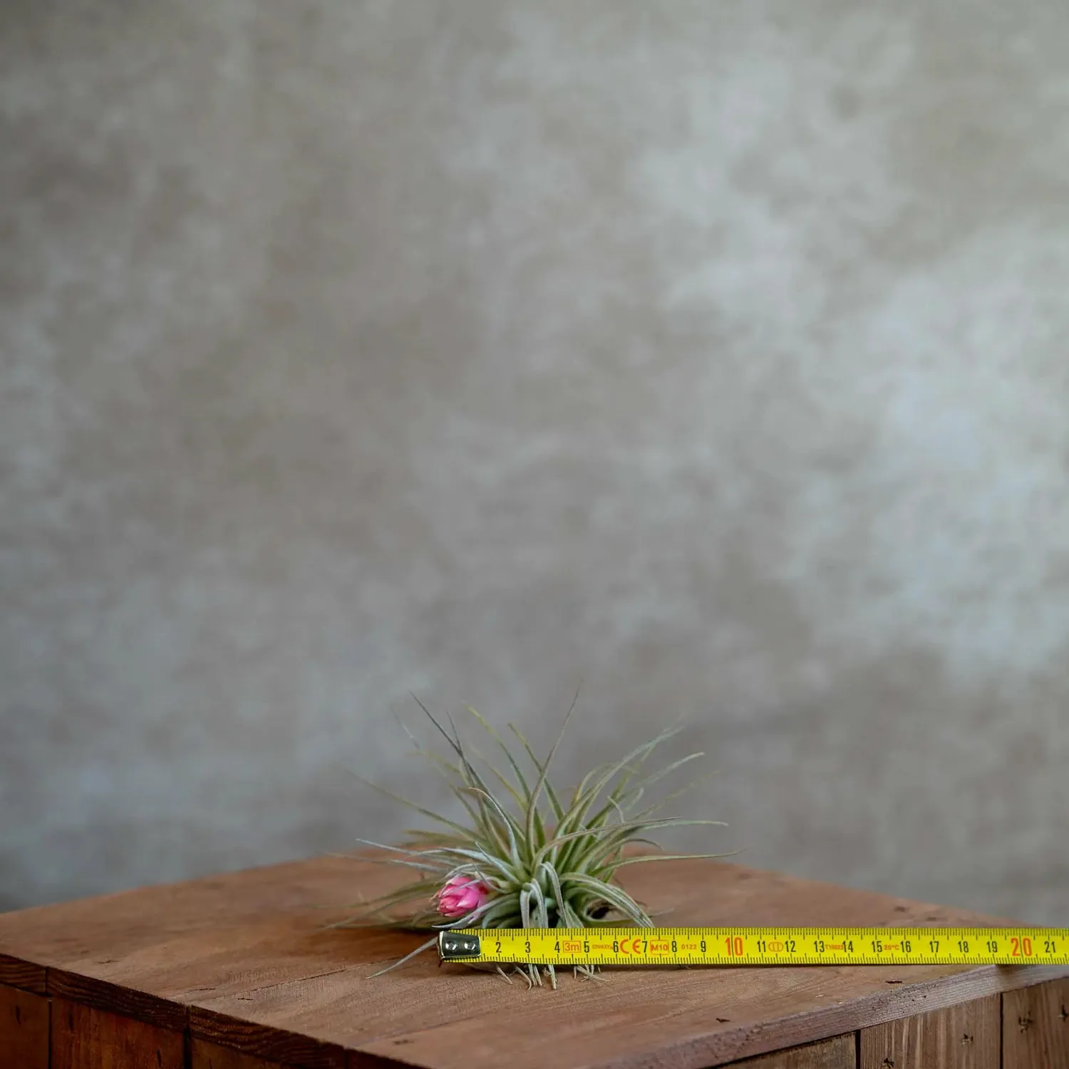 Airplantshop Cotton Candy tillandsia plante fleur rose large