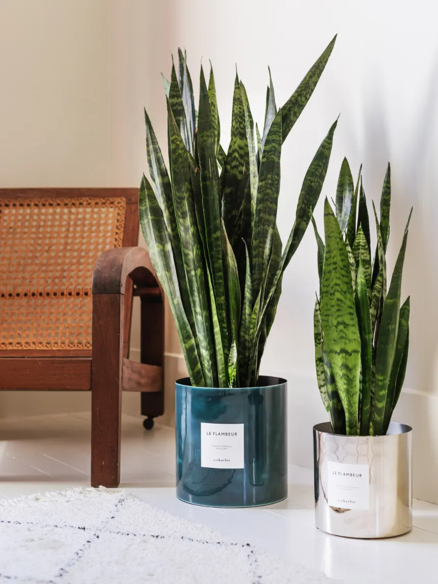By Charlot Le Flambeur plante Sansevieria 80 cm avec pot XL