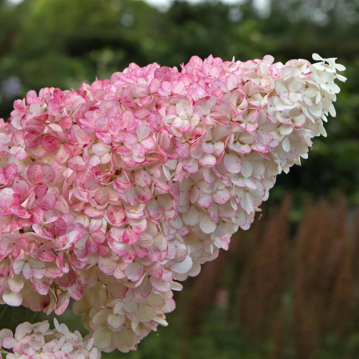 Plant and Stories Hortensia Vanille Fraise arbuste pot 17cm 1 plant