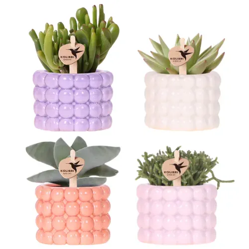Plant and Stories Mix lot 4 plantes vertes cache-pots 6 cm